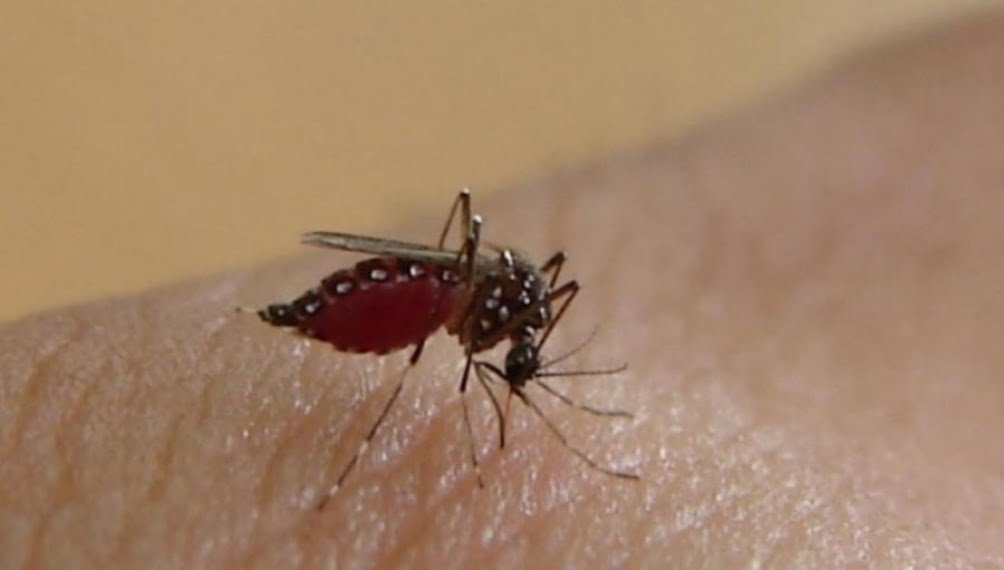 120 nuevos infectados por el dengue y llegan a 1.733 los contagiados