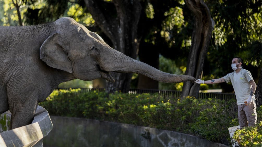 Tras 25 años de cautiverio, la elefanta Mara partió hacia el Santuario de Brasil