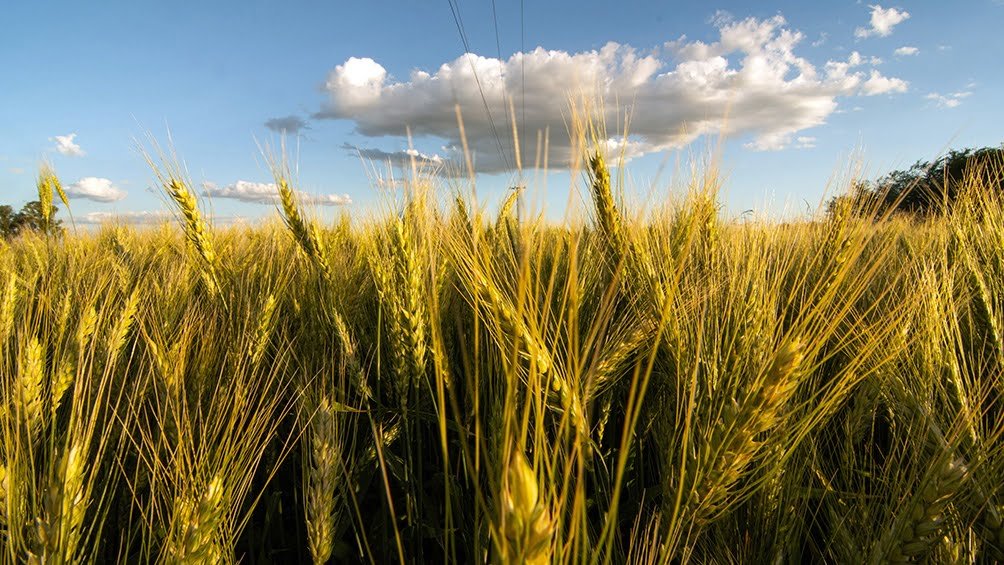 Siembra de trigo cerró con 6,5 millones de hectáreas, 100 mil menos que el año anterior