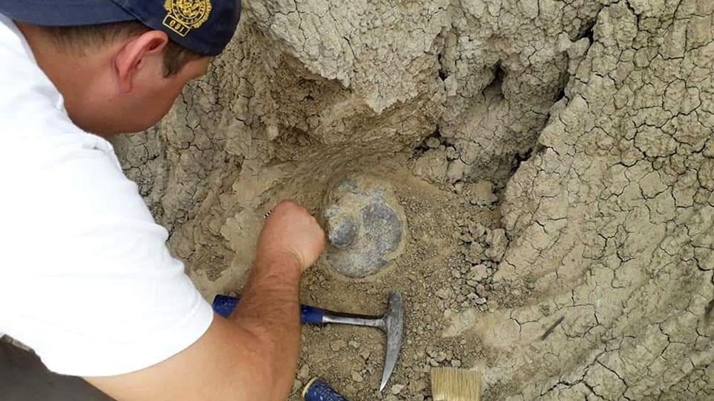 Corrientes: hallan restos de un perezoso gigante de entre 30.000 y 50.000 años de antigüedad