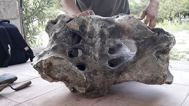 Paleontólogos, entusiasmados con el primer hallazgo de fósiles de un perezoso gigante