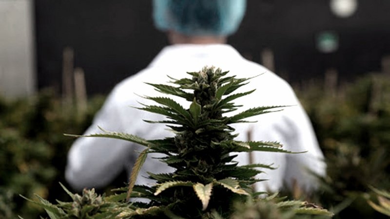 Destacan el "potencial terapéutico" del cannabis medicinal para pacientes con cáncer