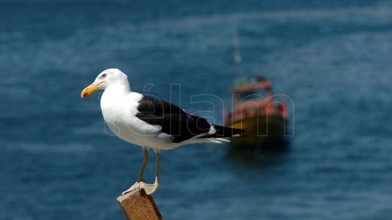 Piden garantizar pesquerías amigables para los albatros, amenazados por operaciones en el mar