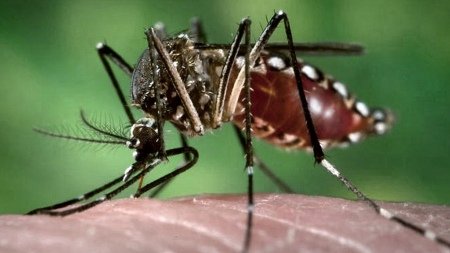 Ya son 200 los casos de dengue registrados en febrero en Tucumán