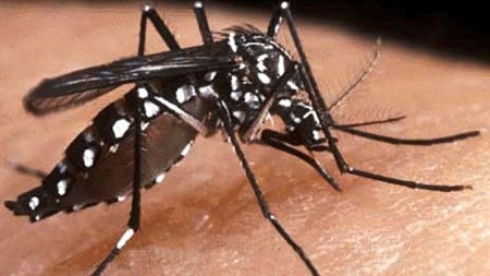 Chikungunya: síntomas y secuelas de la enfermedad tiene en alerta a Paraguay