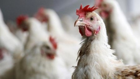 Qué hacer ante ante la detección de un caso de gripe aviar