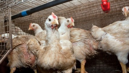 En 20 años, sólo hubo 860 casos de gripe aviar en humanos a nivel mundial
