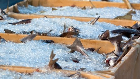 Piden no consumir peces del río Salado por la contaminación con agrotóxicos