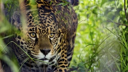 Parques Nacionales será querellante en la investigación por la caza de yaguareté