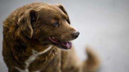 Un perro de Portugal fue designado como el más longevo por la organización Guinness