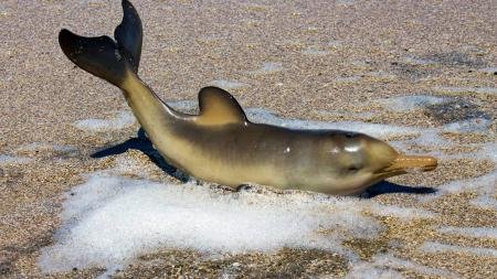 Presentaron un programa de preservación de delfines franciscanas