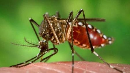 Tucumán lleva registrados más de 30 mil casos de dengue desde febrero