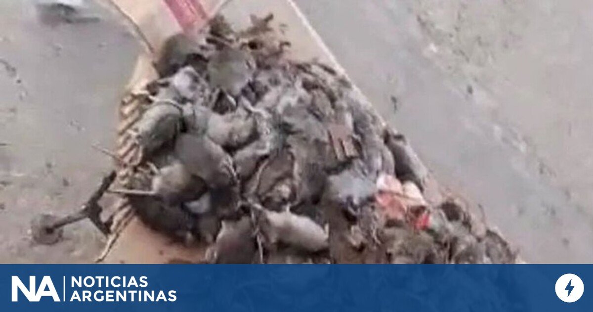 Una invasión de ratas mantiene en jaque a un pueblo del norte de Santa Fe