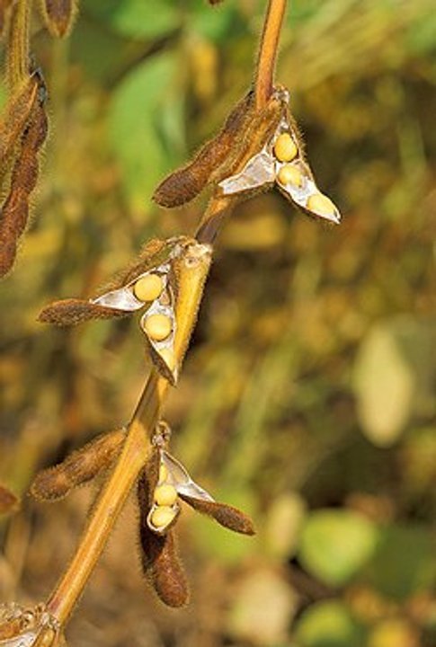 El INTA desarrolló dos nuevos cultivares de soja